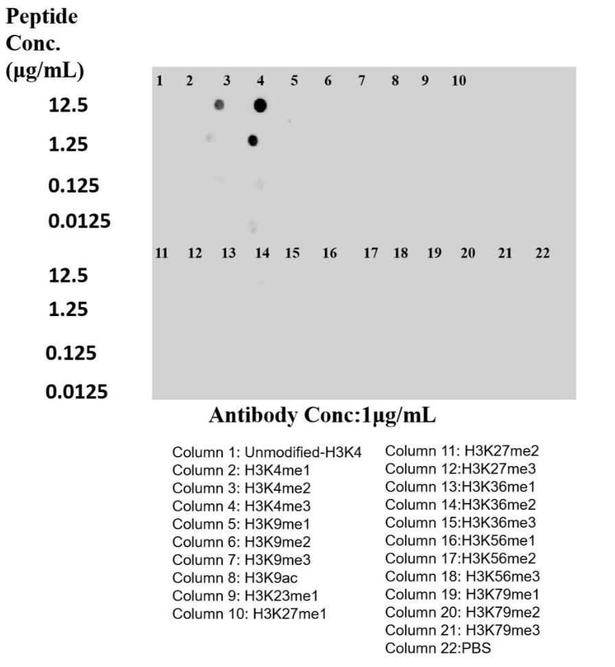 Dot Blot experiment of peptide using Di/Tri-Methyl-Histone H3 (Lys4) Recombinant antibo (84908-2-RR)